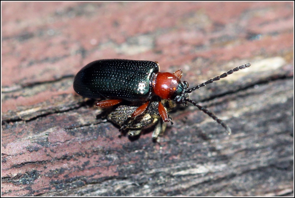 Oulema melanopus/duftschmidi