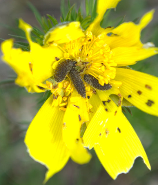 Entomoscelis dorsalis - hérics-honvédbogár