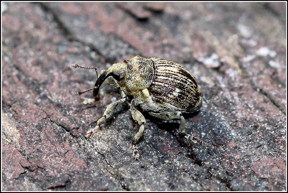 Nedyus quadrimaculatus - közönséges csalánormányos