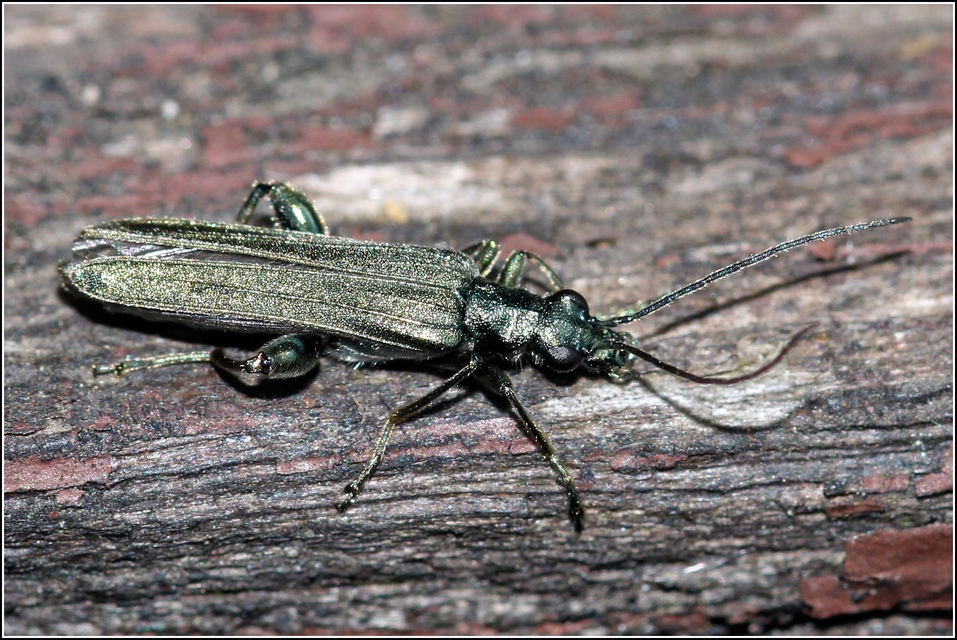 Oedemera
