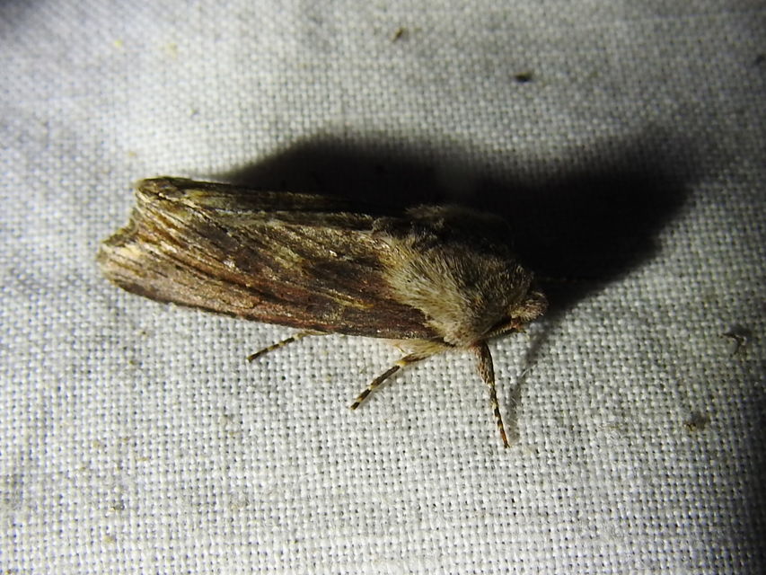 Egira conspicillaris - változékony szürkebagoly