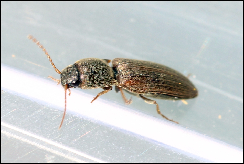 Agriotes