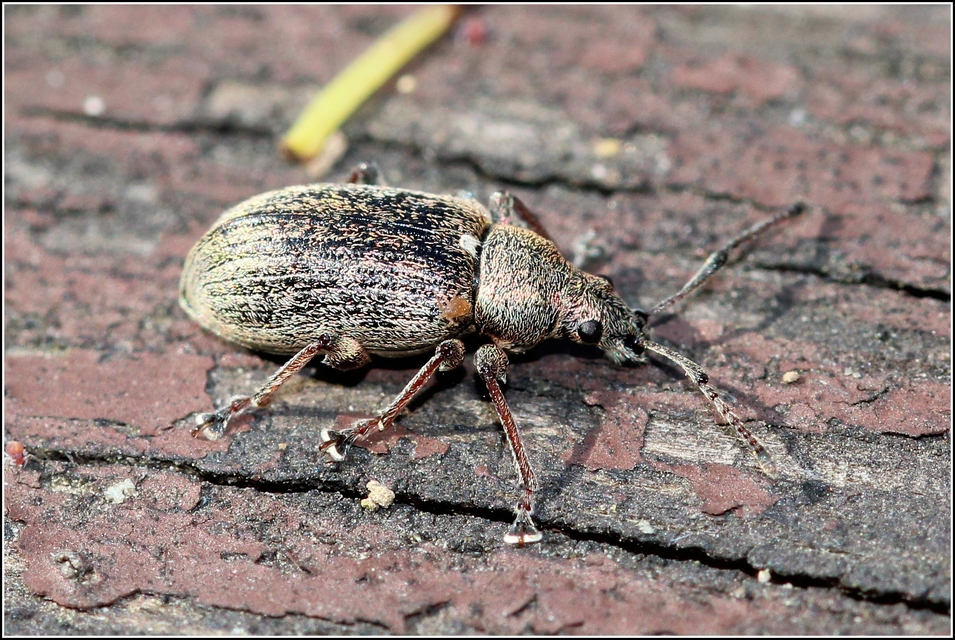 Phyllobius pyri - gyümölcsfa-levélormányos