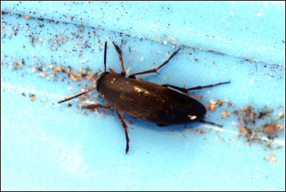 Mordellidae - marókafélék