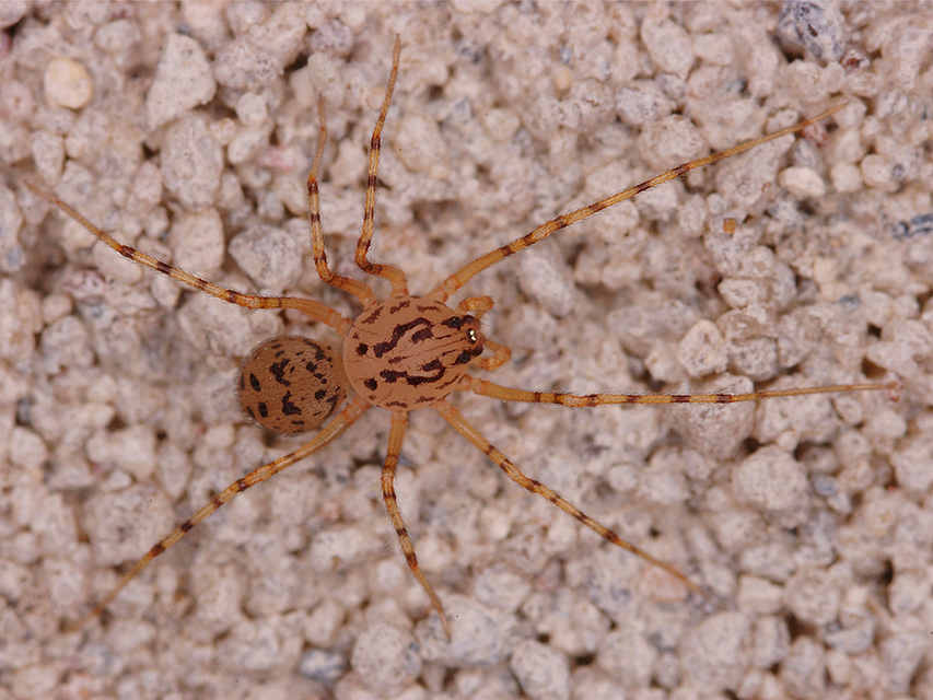 Scytodes thoracica - közönséges csupaszpók