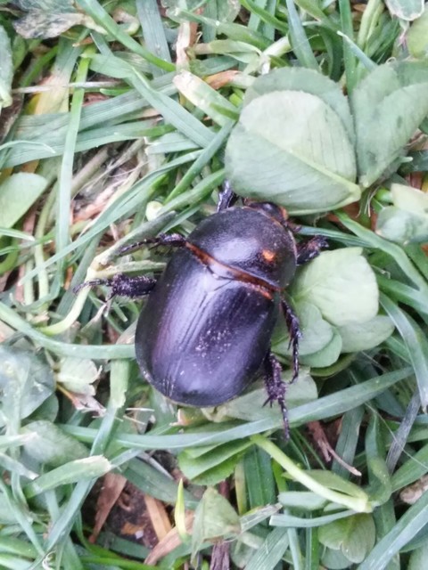 Pentodon idiota - butabogár