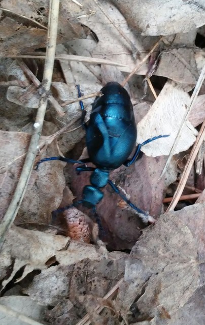 Meloe violaceus - kék nünüke