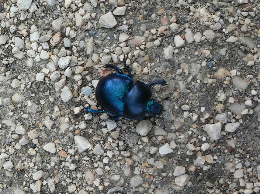 Trypocopris vernalis - tavaszi álganéjtúró