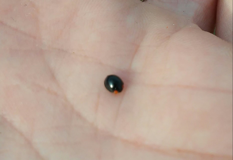 Parexochomus nigromaculatus - egyszínű szerecsenkata