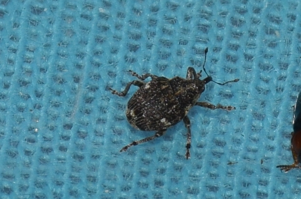 Nedyus quadrimaculatus - közönséges csalánormányos
