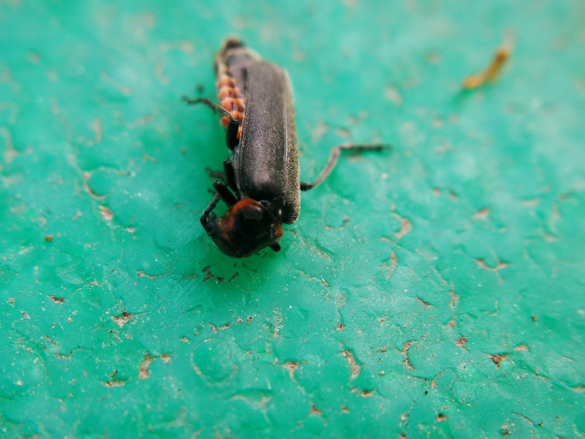 Cantharidae - lágybogárfélék