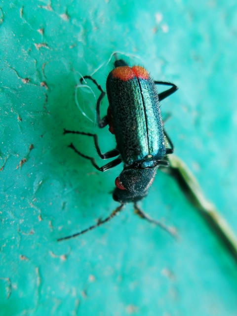 Malachius bipustulatus - kétfoltos bibircsesbogár