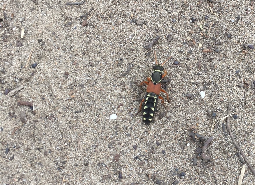 Staphylinus caesareus - aranysujtásos holyva