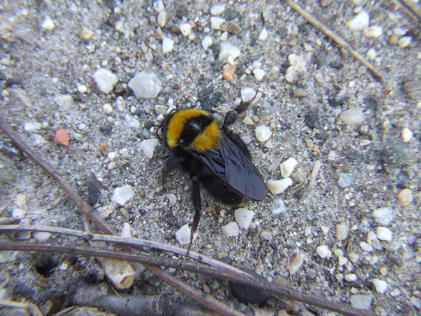 Bombus argillaceus - délvidéki poszméh