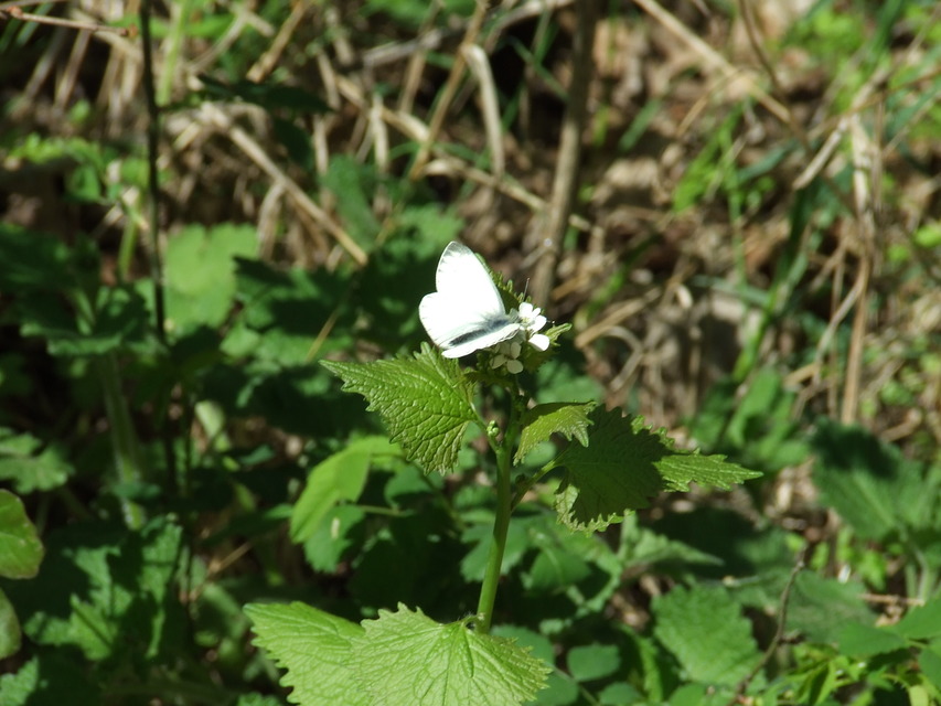 Pieris napi - repcelepke