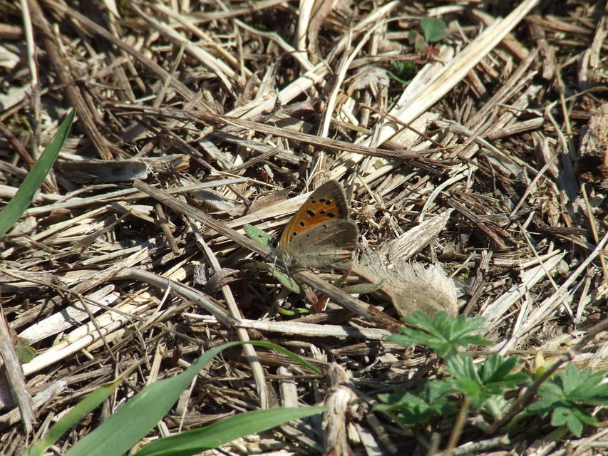 Lycaena phlaeas - közönséges tűzlepke