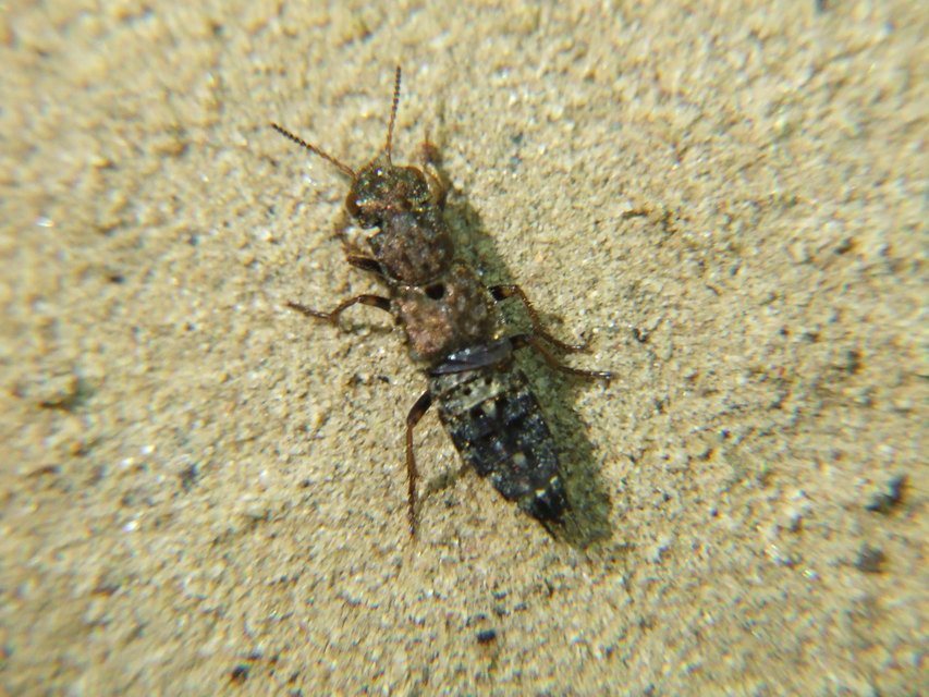 Ontholestes haroldi - sárgatérdű holyva