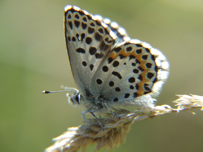 Scolitantides orion - szemes boglárka