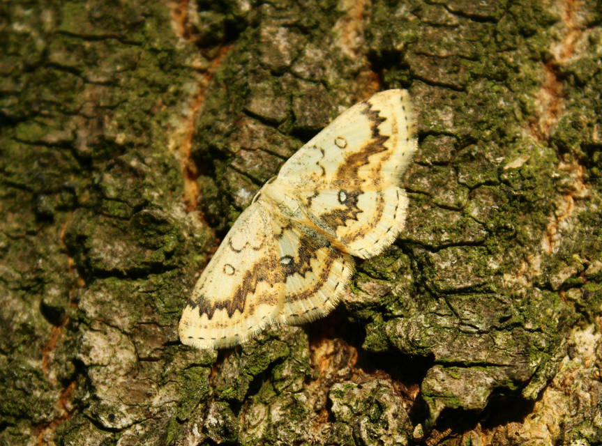 Cyclophora annularia - gyűrűs pettyesaraszoló