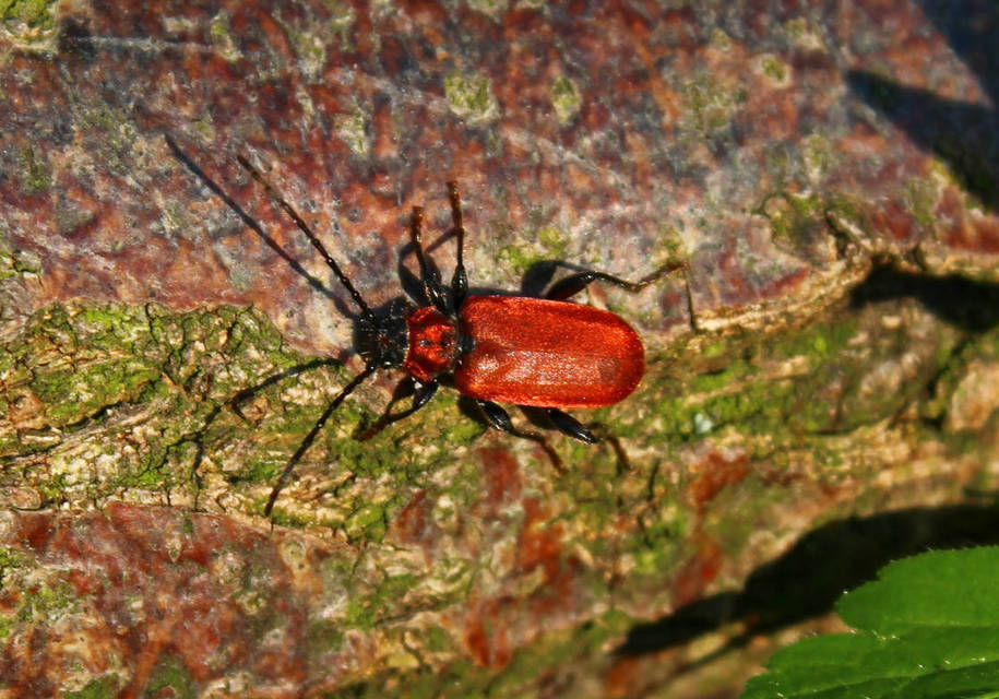 Pyrrhidium sanguineum - tűzpiros facincér