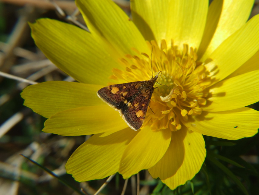 Pyrausta aurata - aranyló bíbormoly