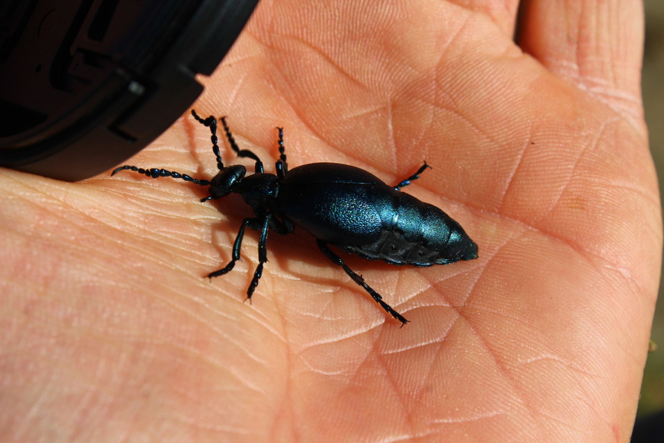 Meloe violaceus - kék nünüke
