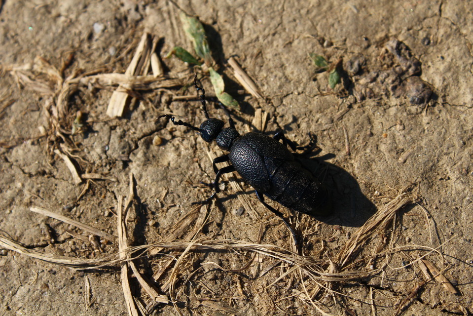 Meloe proscarabaeus - közönséges nünüke
