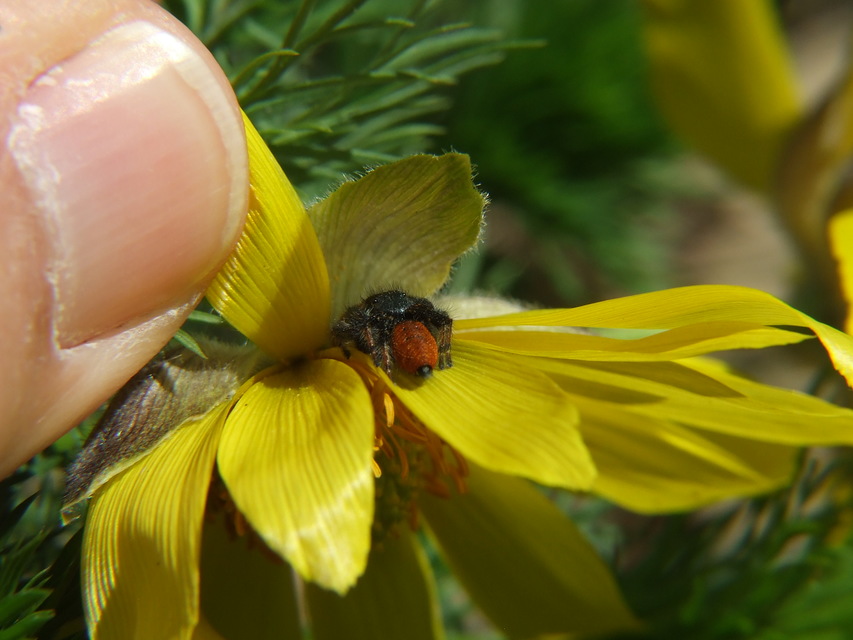 Carrhotus xanthogramma - rozsdás ugrópók