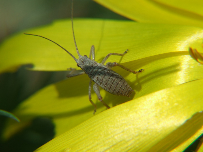 Isophya kraussii - erdei tarsza