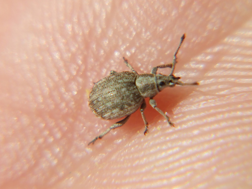 Peritelus familiaris - nagy kendermagbogár