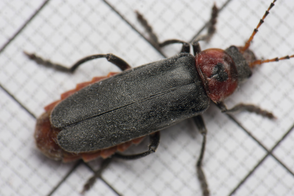 Cantharis rustica - suszterbogár