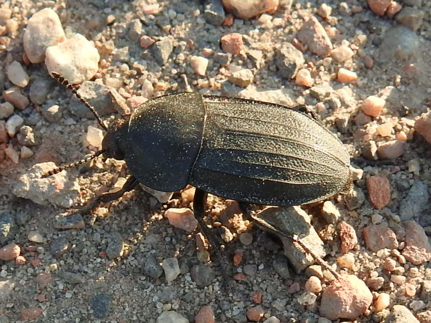 Silpha obscura - közönséges dögbogár