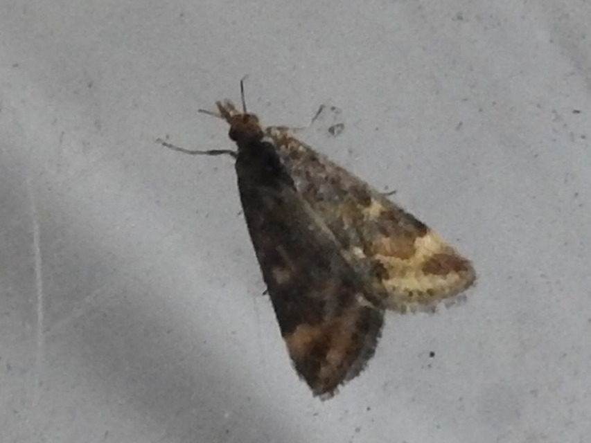 Pyrausta despicata - réti bíbormoly