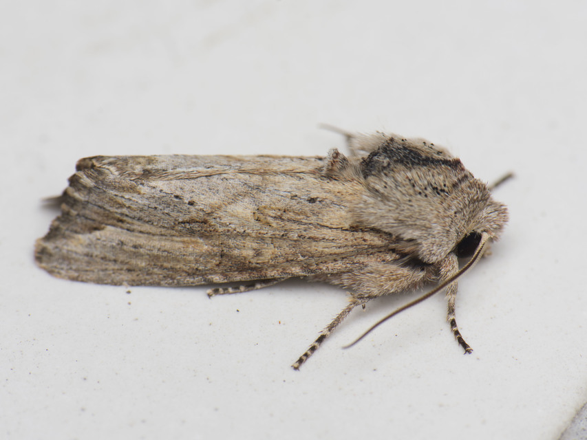 Egira conspicillaris - változékony szürkebagoly