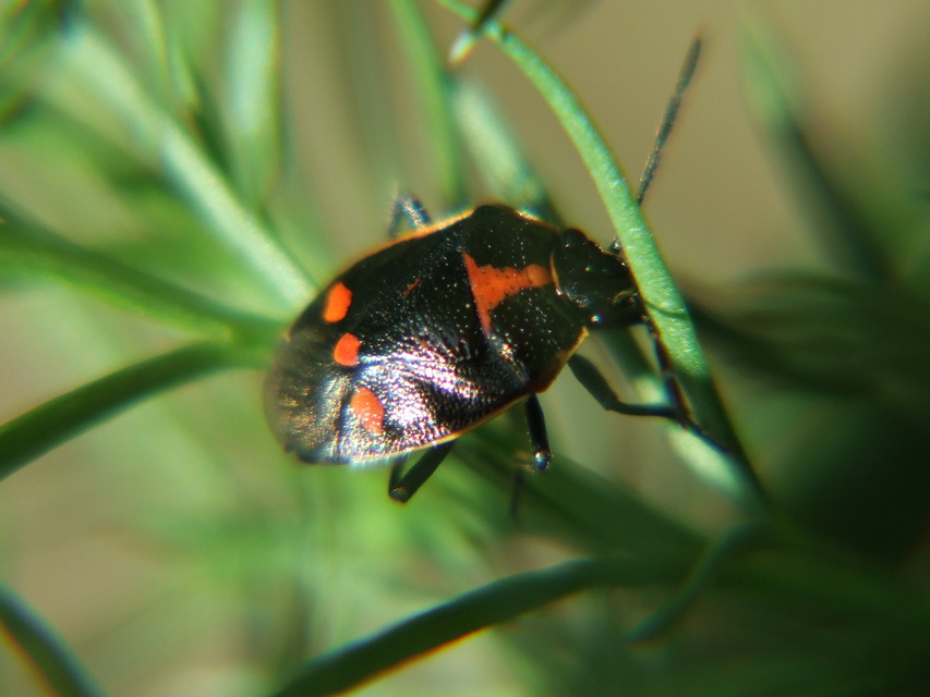 Eurydema oleracea - paréjpoloska Eurydema oleracea - paréjpoloska