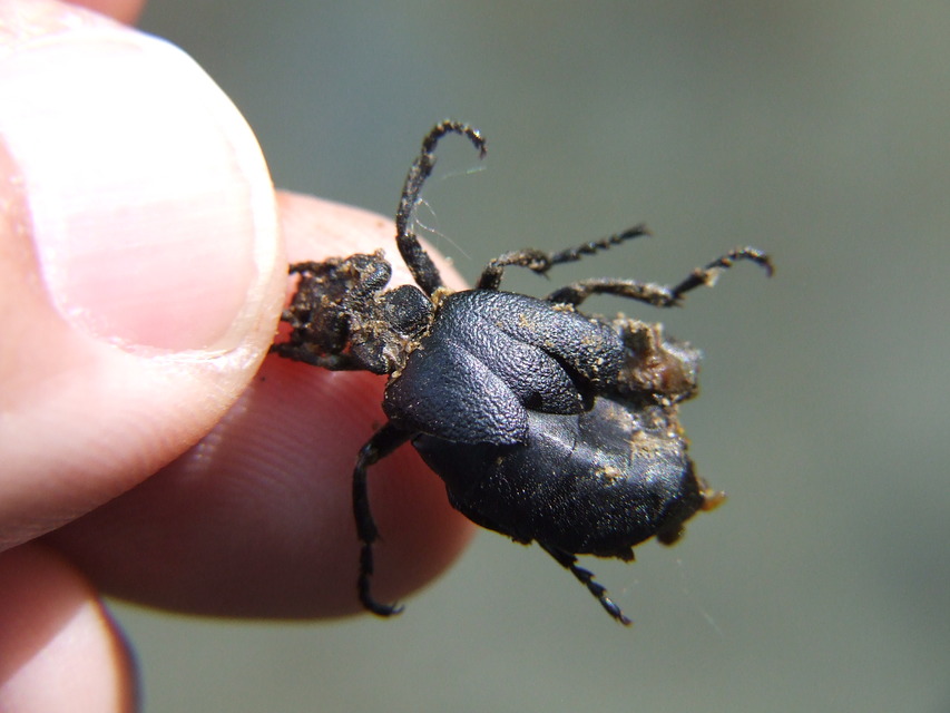 Meloe scabriusculus - érdes nünüke