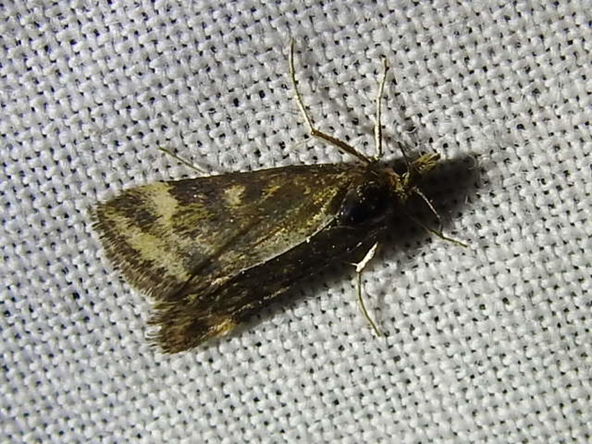 Loxostege sticticalis - muszkamoly