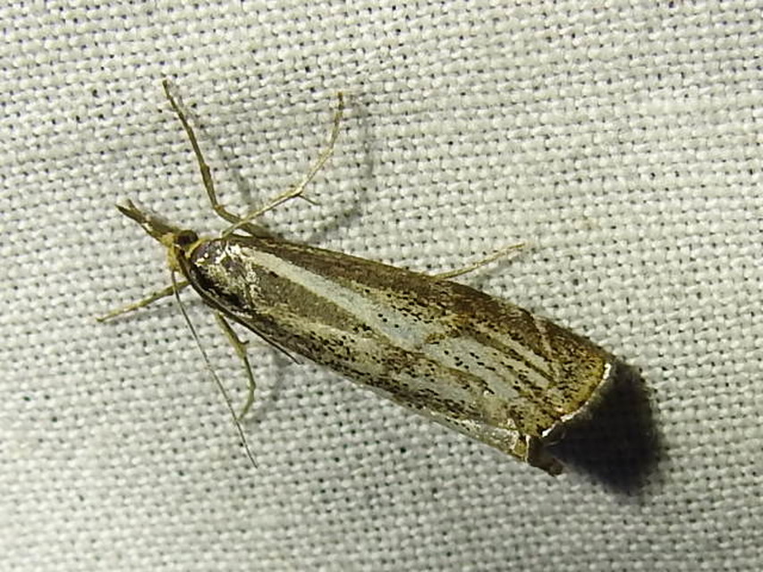 Thisanotia chrysonuchella - tavaszi fűgyökérmoly