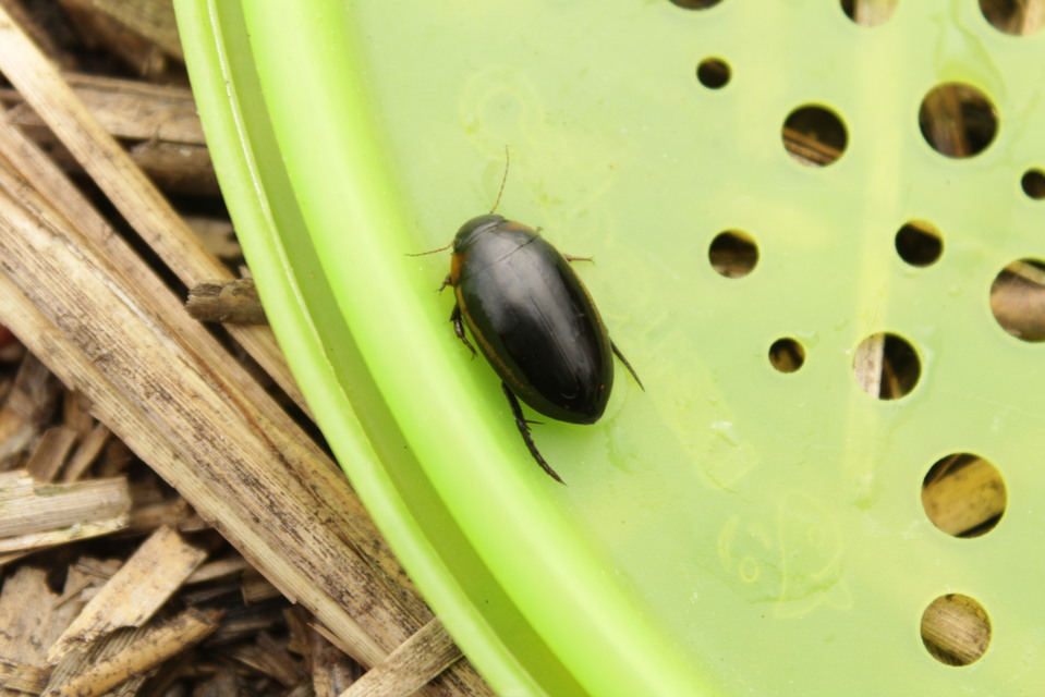Hydaticus seminiger - fekete mocsáricsíkbogár