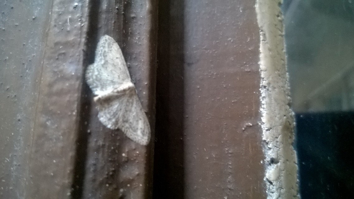 Idaea seriata - szürke apróaraszoló