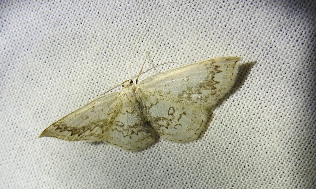 Cyclophora annularia - gyűrűs pettyesaraszoló