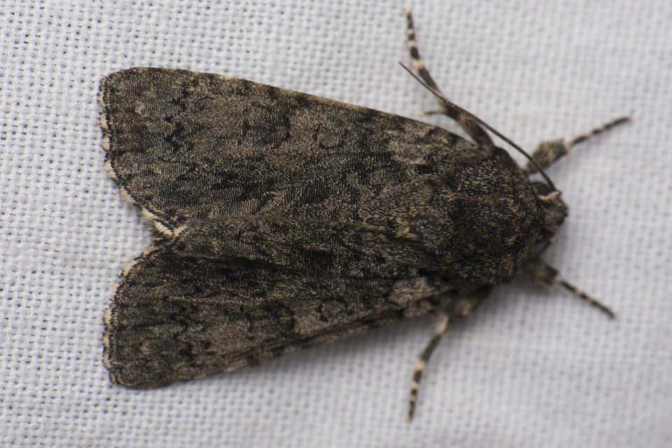 Acronicta rumicis - sóska-szigonyosbagoly