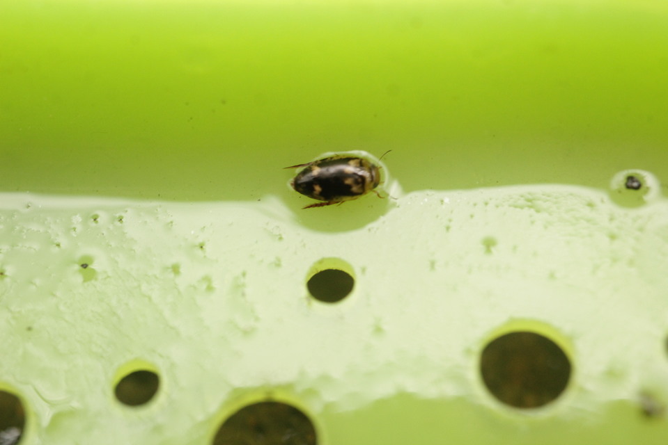 Laccophilus poecilus - tarka bukóbogár