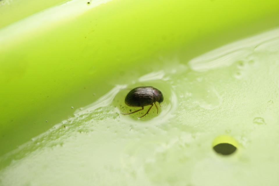 Berosus Berosus