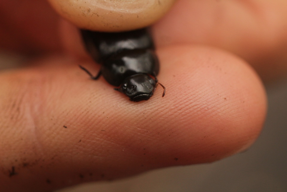 Hydrochara caraboides - kis csibor