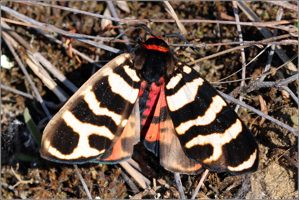 Arctia festiva - díszes medvelepke