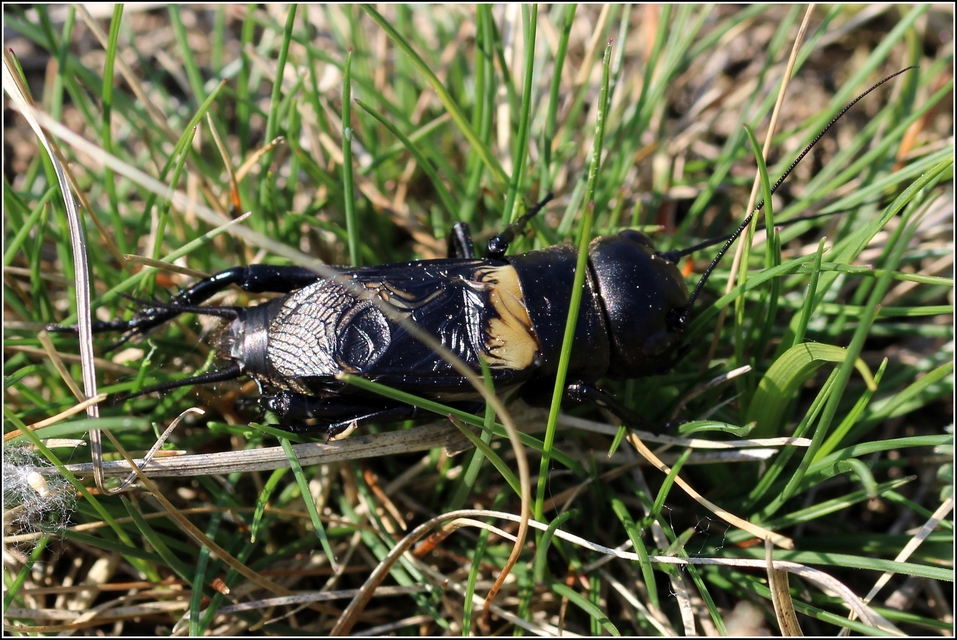 Gryllus campestris - mezei tücsök