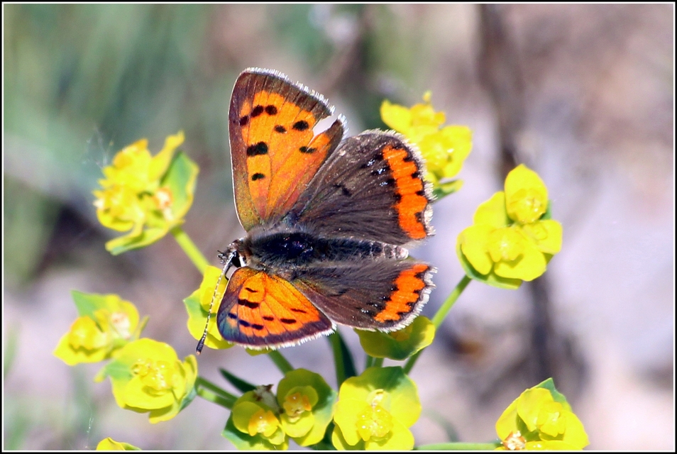 Lycaena phlaeas - közönséges tűzlepke