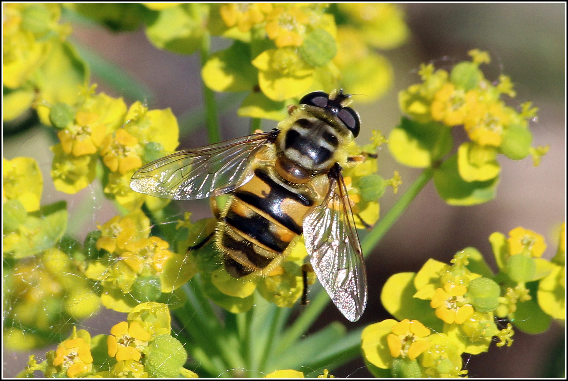 Myathropa florea - halálfejes odúlégy