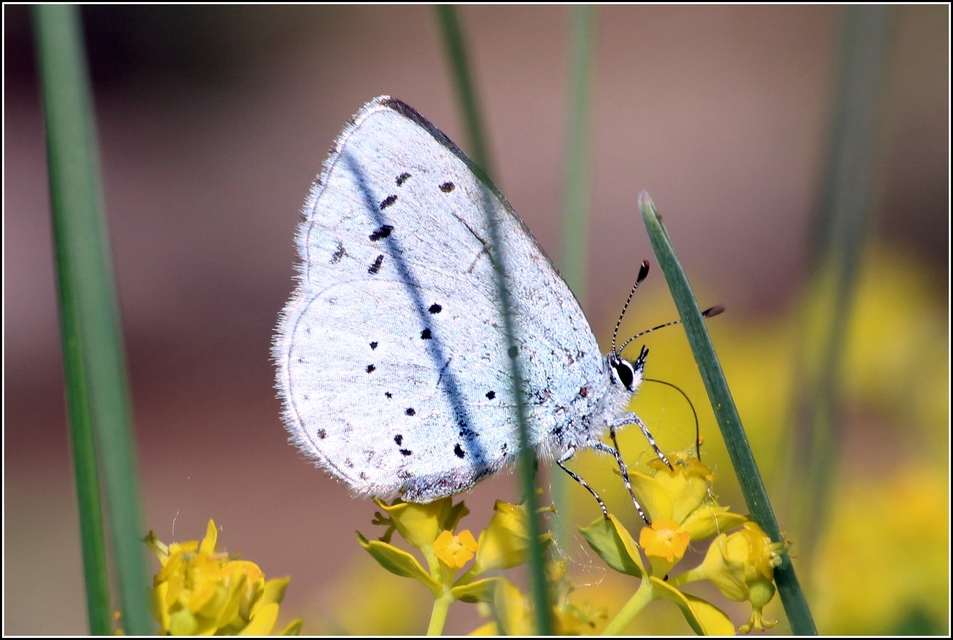 Celastrina argiolus - bengeboglárka